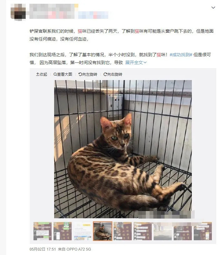 一个冷知识 坠楼的猫大部分是外国猫 宠物用品 什么值得买