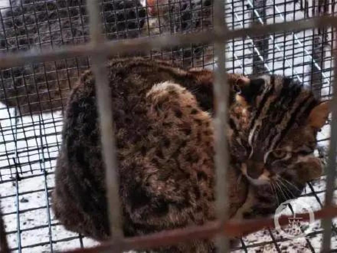 屡禁不止!男子非法收购野生豹猫售卖进局子,网友:牢底坐穿吧!