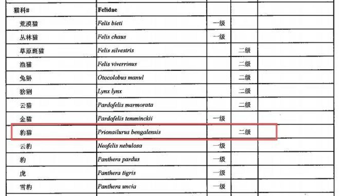 屡禁不止!男子非法收购野生豹猫售卖进局子,网友:牢底坐穿吧!