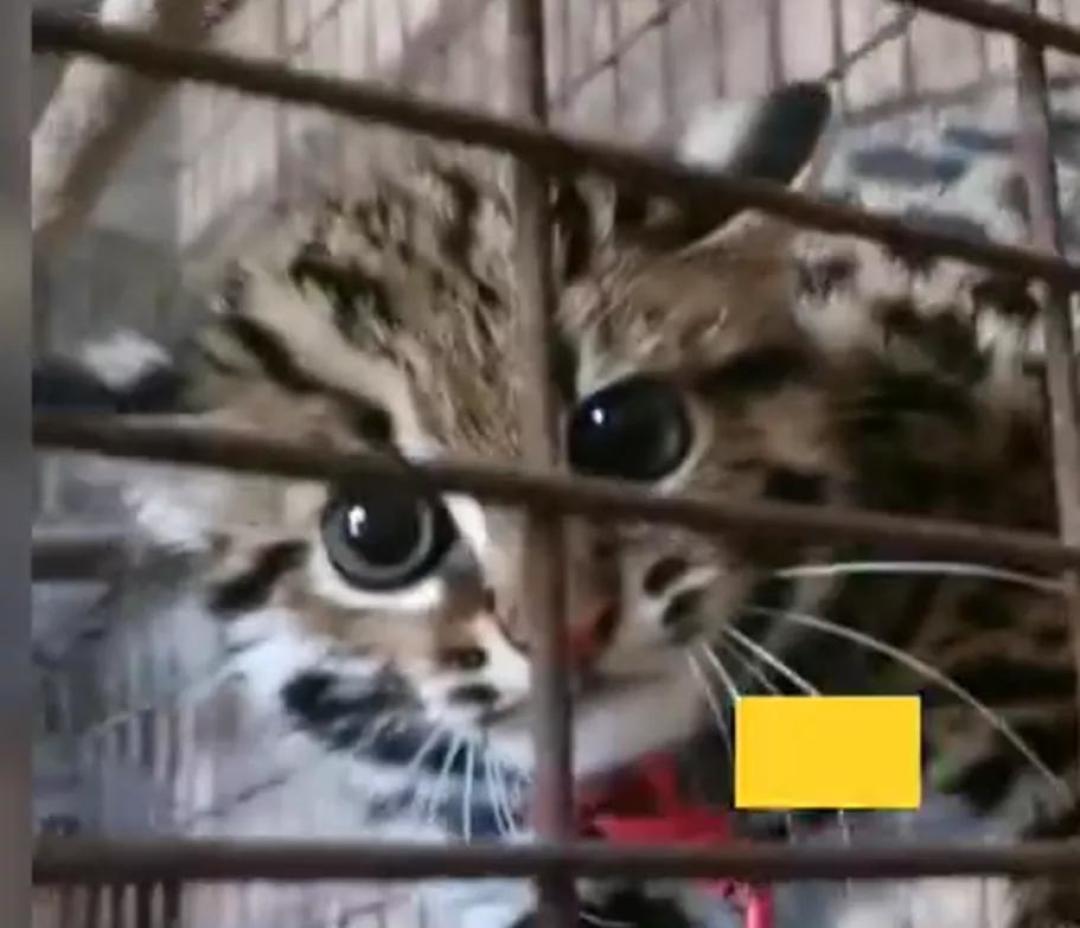 屡禁不止!男子非法收购野生豹猫售卖进局子,网友:牢底坐穿吧!