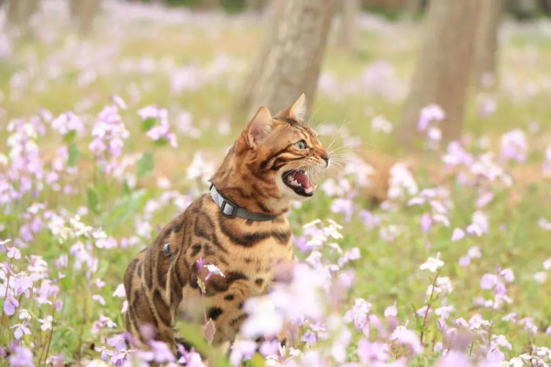 屡禁不止!男子非法收购野生豹猫售卖进局子,网友:牢底坐穿吧!