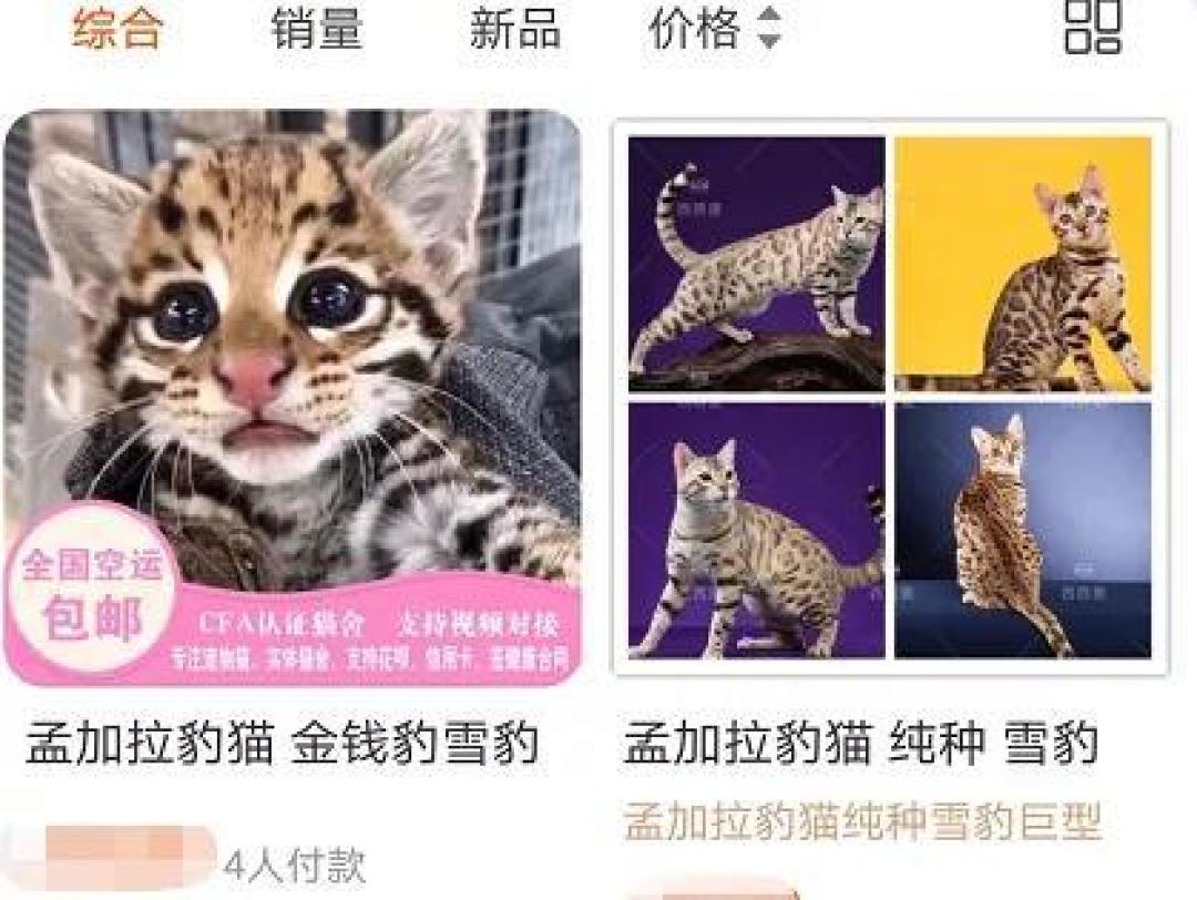 屡禁不止!男子非法收购野生豹猫售卖进局子,网友:牢底坐穿吧!