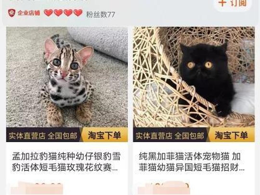 屡禁不止!男子非法收购野生豹猫售卖进局子,网友:牢底坐穿吧!