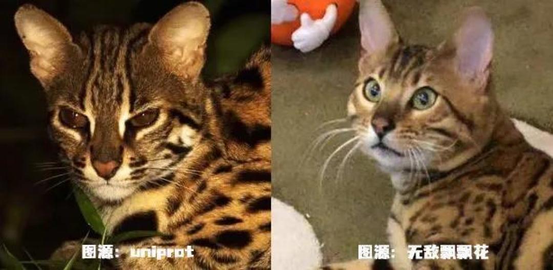 屡禁不止!男子非法收购野生豹猫售卖进局子,网友:牢底坐穿吧!
