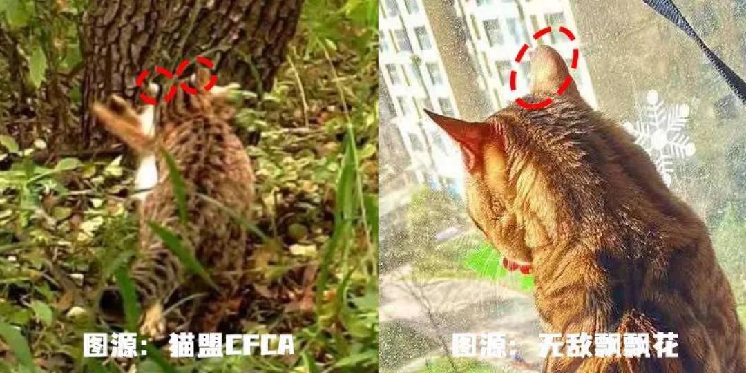 屡禁不止!男子非法收购野生豹猫售卖进局子,网友:牢底坐穿吧!