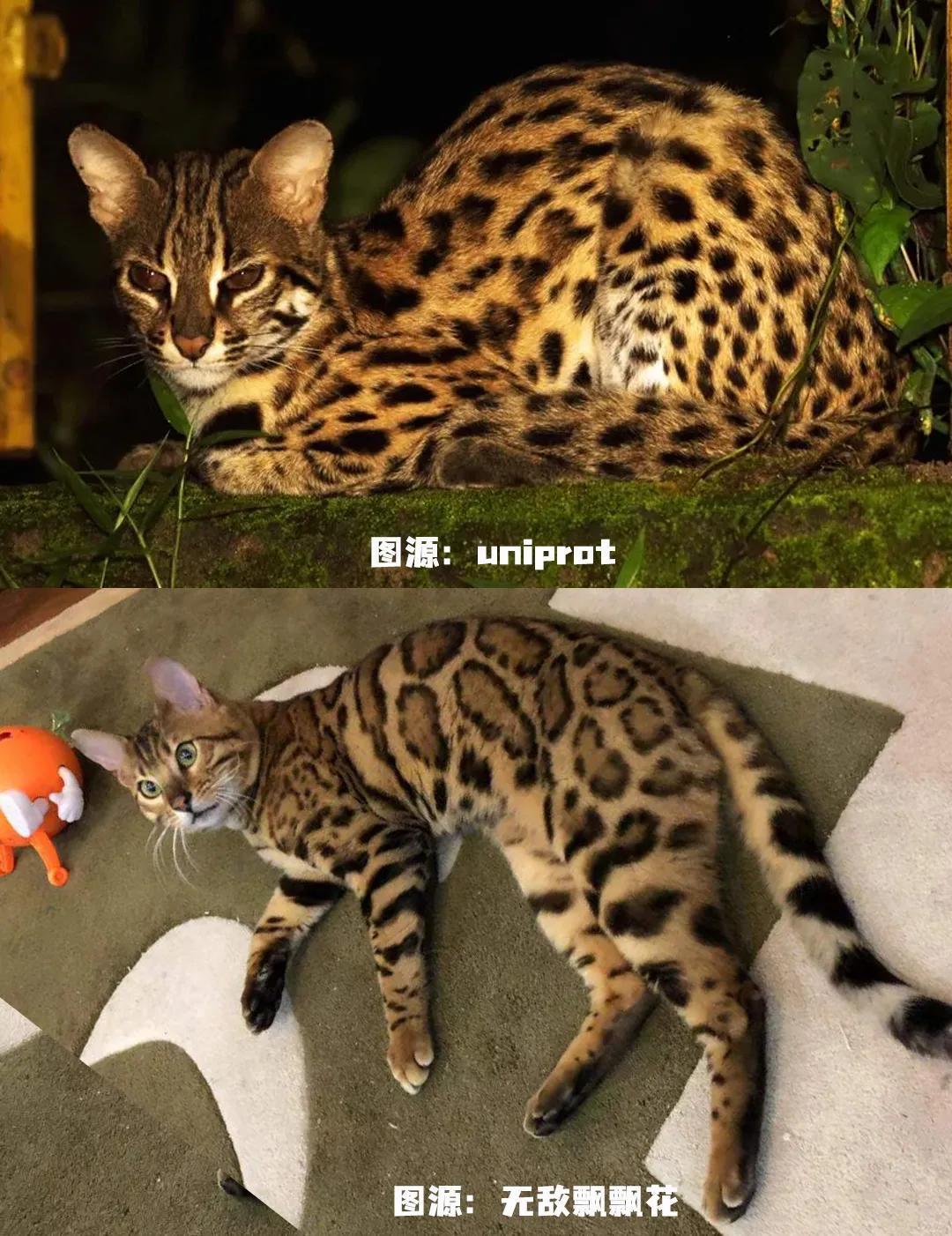 屡禁不止 男子非法收购野生豹猫售卖进局子 网友 牢底坐穿吧 宠物用品 什么值得买