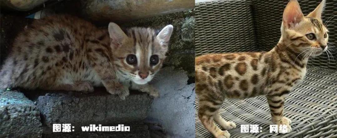 屡禁不止!男子非法收购野生豹猫售卖进局子,网友:牢底坐穿吧!