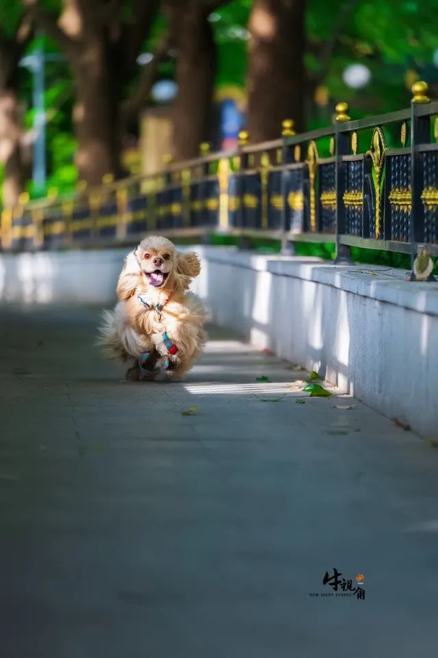 拍猫猫狗狗难在哪？