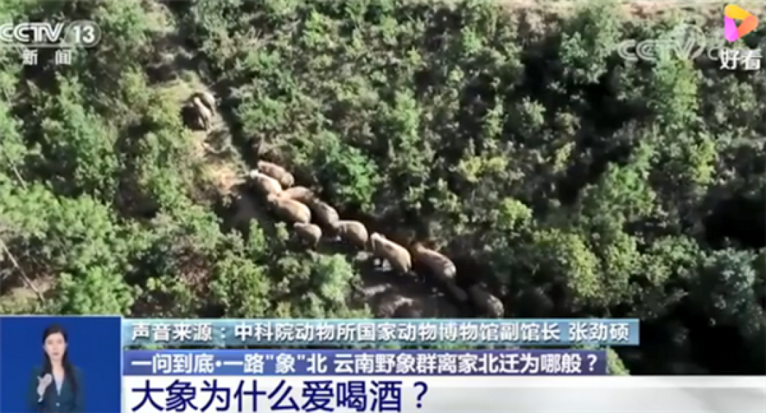 云南15头北迁野象临近昆明:大象为啥对酒感兴趣?