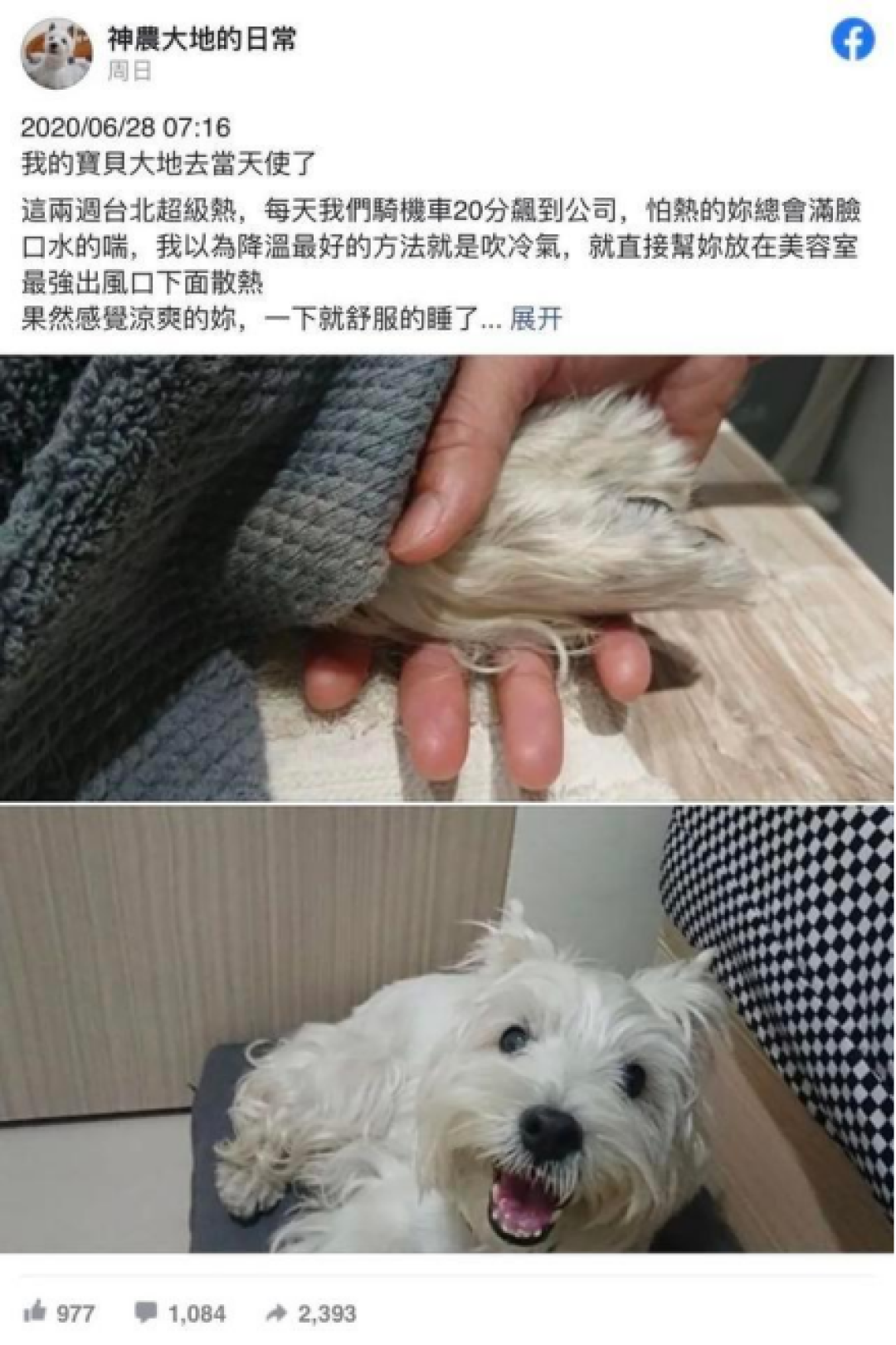 30多度的天气，狗狗可别中暑了