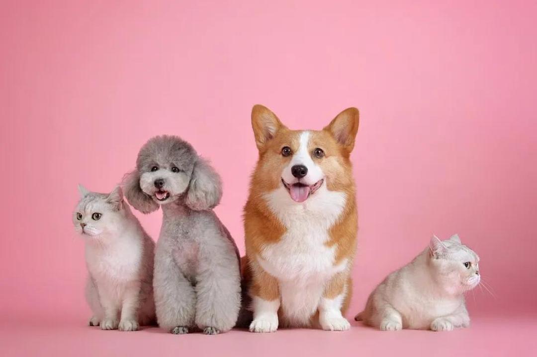 这种营养含量超高的喂食方式,试问哪只猫咪能够抗拒?