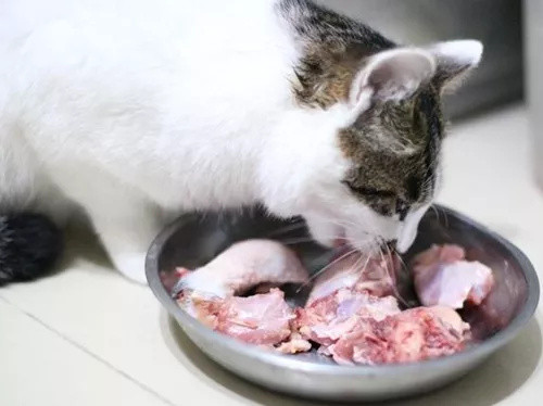 这种营养含量超高的喂食方式，试问哪只猫咪能够抗拒？