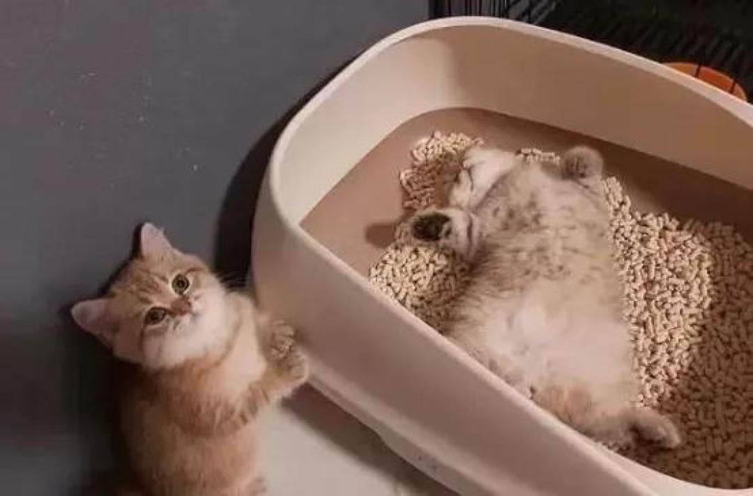 这种营养含量超高的喂食方式,试问哪只猫咪能够抗拒?