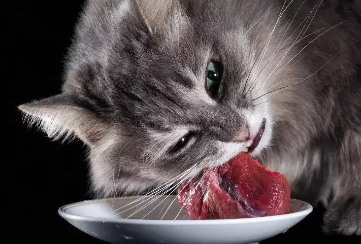 这种营养含量超高的喂食方式，试问哪只猫咪能够抗拒？