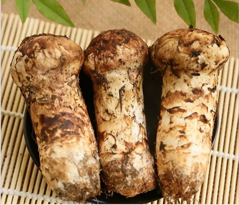 在甘孜，有7种珍稀野菌，每一种都是人间绝味！