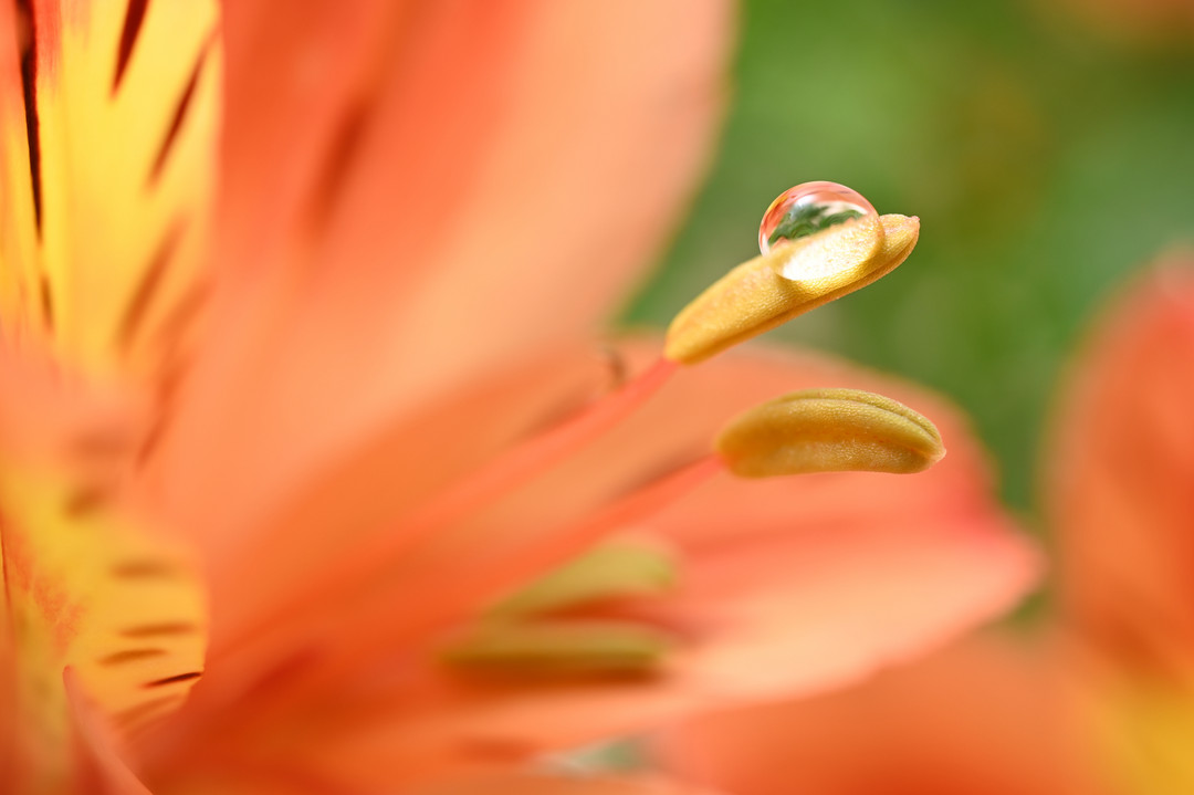 性价比悍将，尼康发布两款微距镜头Z 105mm f/2.8 VR S与Z 50mm f/2.8