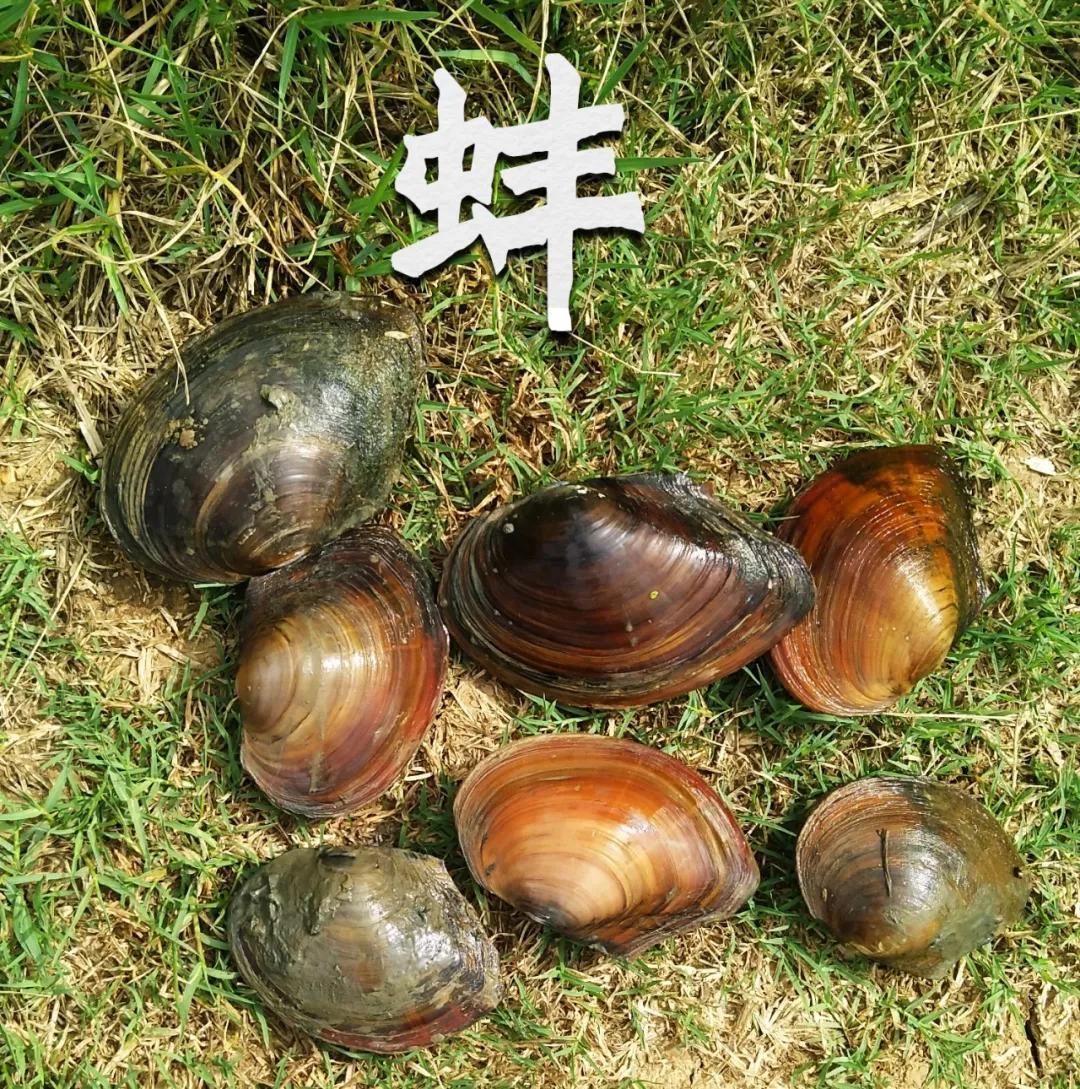 鱼缸里有多复杂,看不见的地方,还有它们