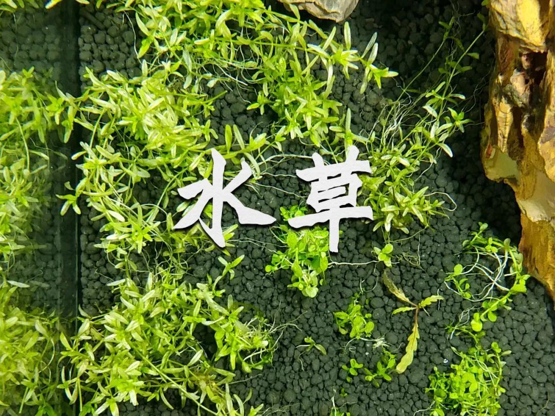 鱼缸里有多复杂,看不见的地方,还有它们