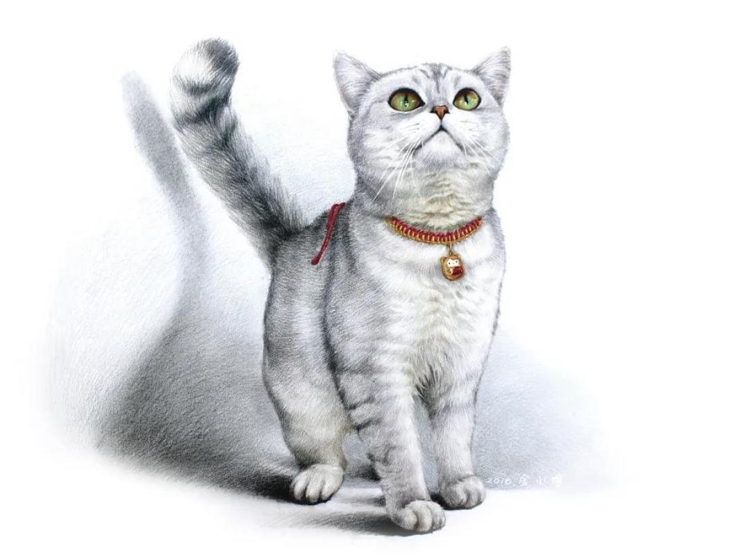 美短银渐层猫↓布偶猫↓也由此开启了他的画猫生涯……爱屋及乌,因为