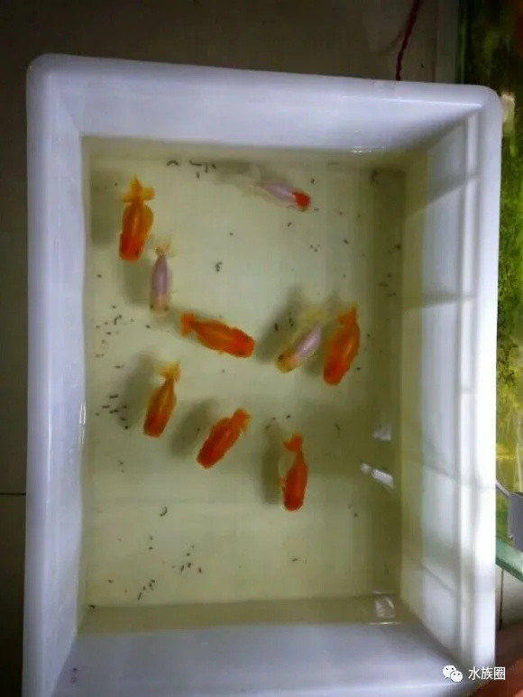 懒人繁殖金鱼大法，养金鱼的水和日常维护技巧。