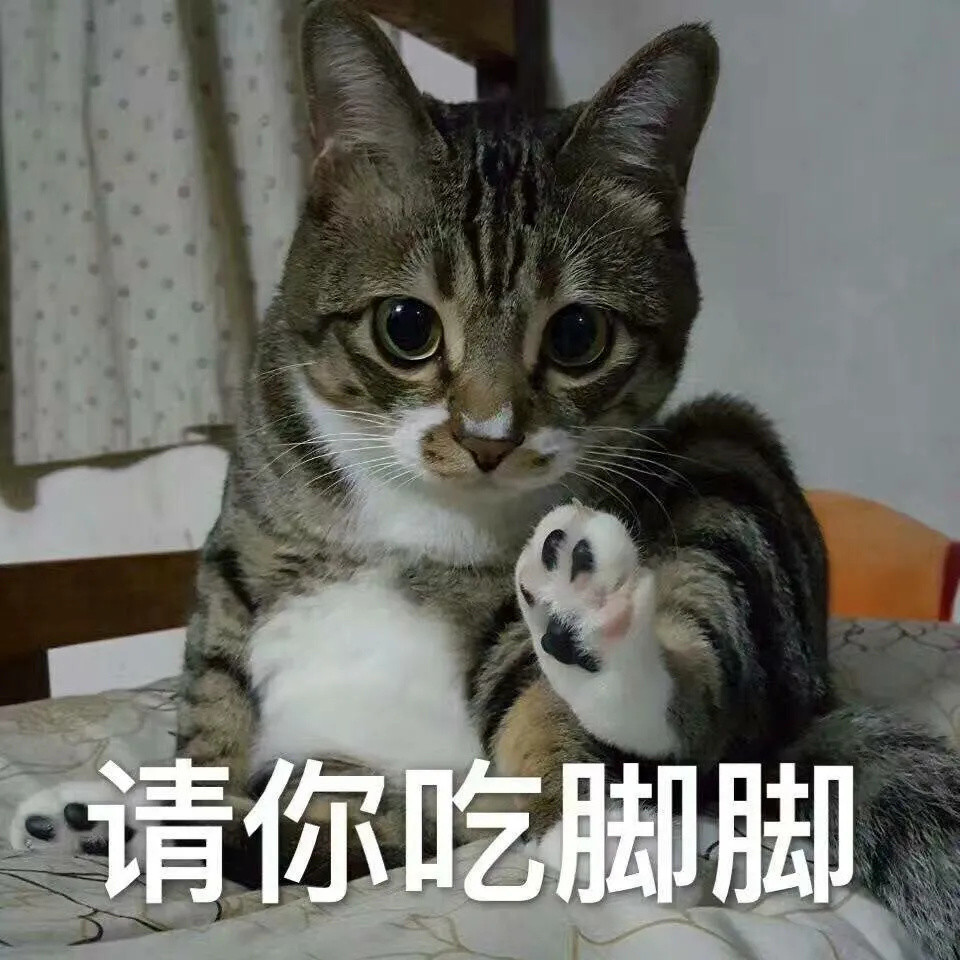 我家猫总是莫名其妙的盯着某个地方看，难道看见了鬼？