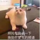 我家猫总是莫名其妙的盯着某个地方看，难道看见了鬼？