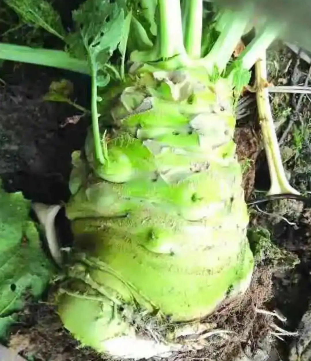 冲菜,"出身平凡",广东人为什么如此钟爱?