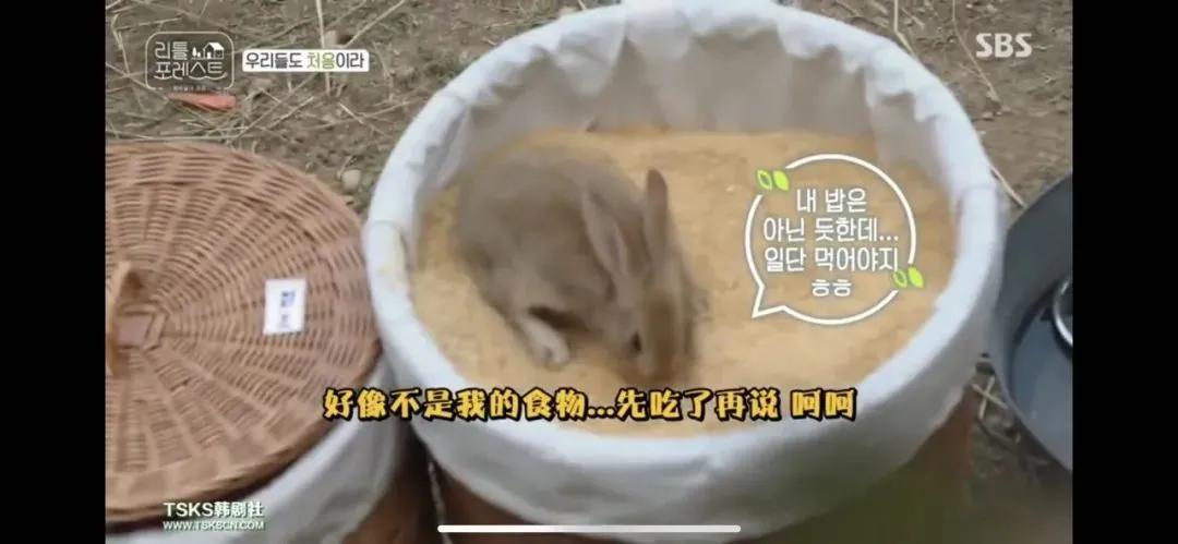 千万别看这个带娃综艺!太上头了……