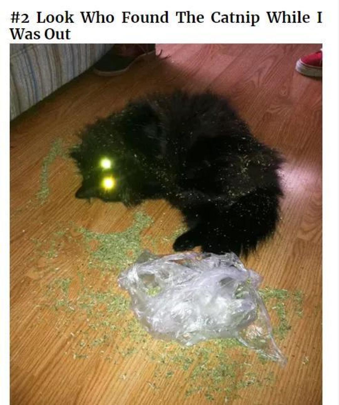 对猫薄荷无感的猫不快乐?来试试这些,猫:快给爷整点!