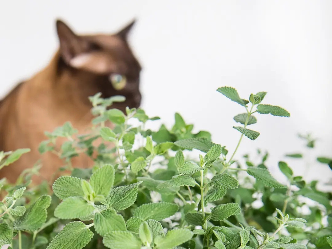 对猫薄荷无感的猫不快乐？来试试这些，猫：快给爷整点！