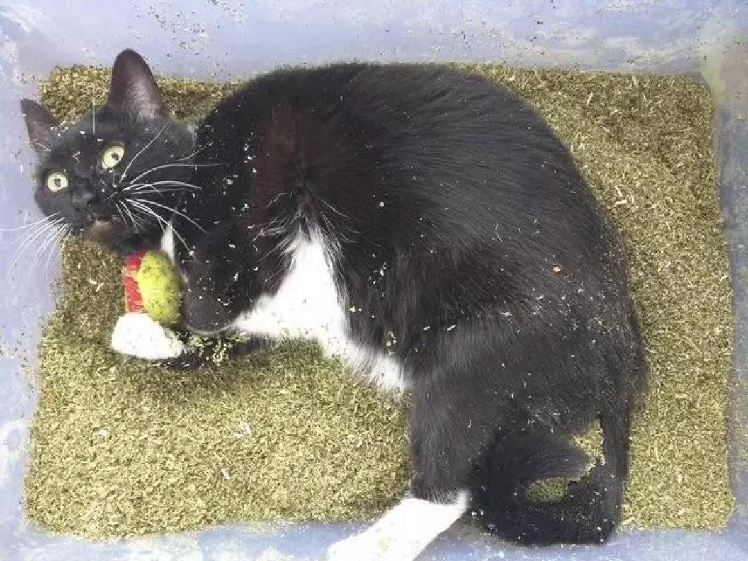 对猫薄荷无感的猫不快乐?来试试这些,猫:快给爷整点!