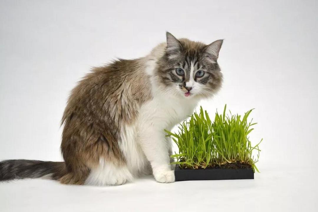 对猫薄荷无感的猫不快乐?来试试这些,猫:快给爷整点!