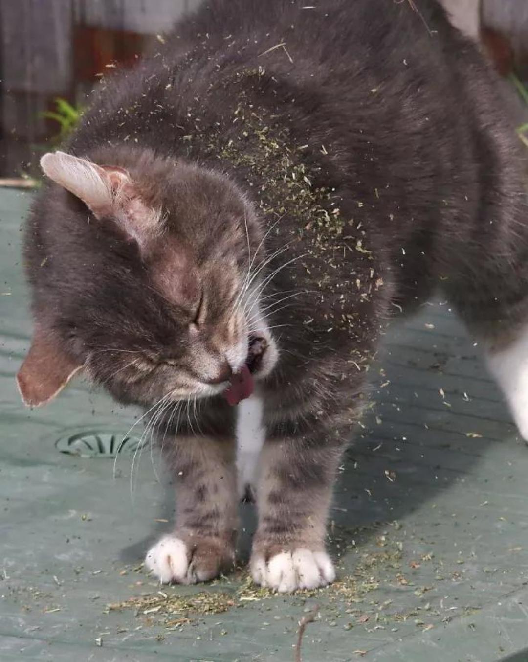 对猫薄荷无感的猫不快乐?来试试这些,猫:快给爷整点!