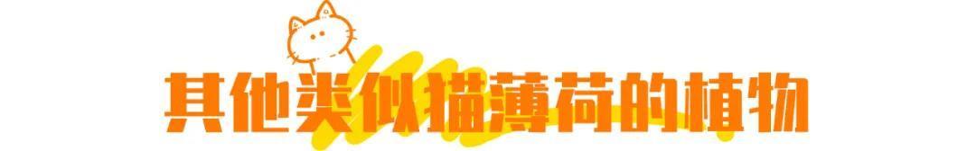 对猫薄荷无感的猫不快乐?来试试这些,猫:快给爷整点!