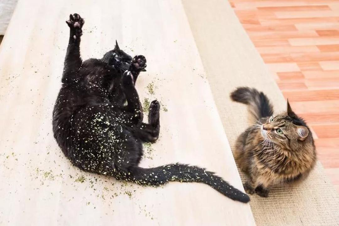 对猫薄荷无感的猫不快乐?来试试这些,猫:快给爷整点!
