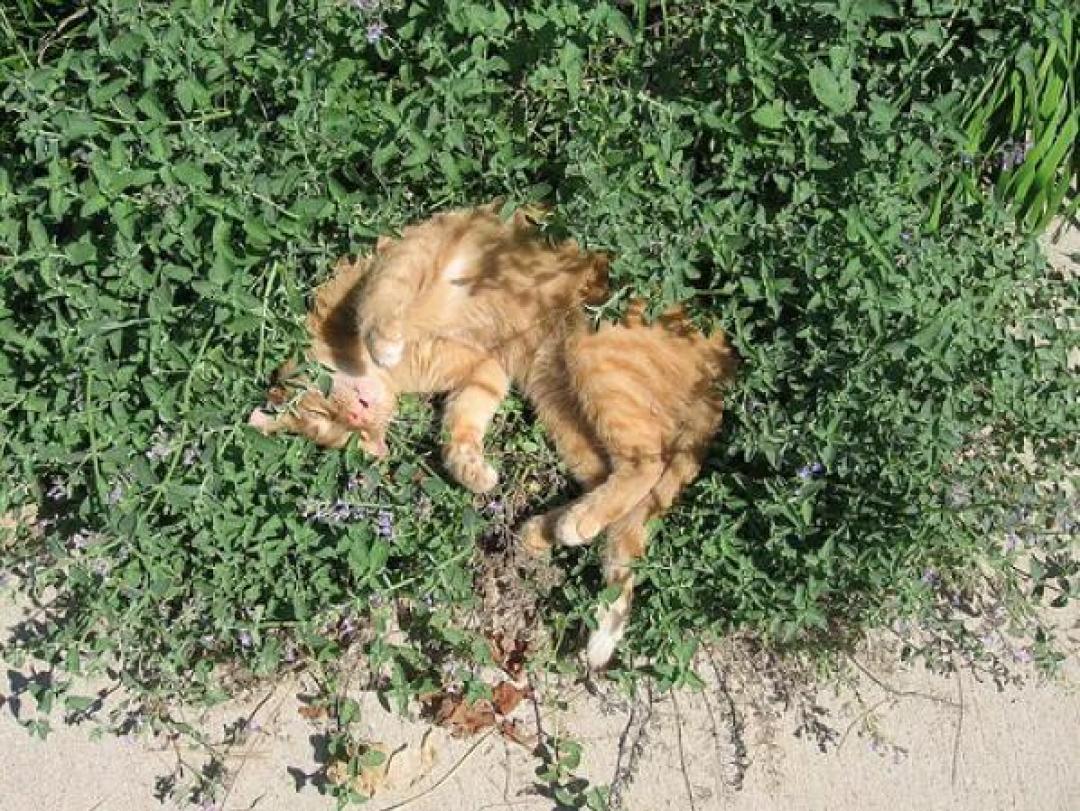 对猫薄荷无感的猫不快乐?来试试这些,猫:快给爷整点!