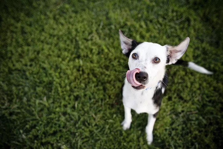 都是狗做对就奖励，我和专业训犬师有何不同？