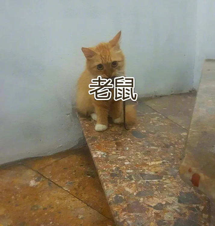 “救命啊，猫叼着南方蟑螂想送给我！”