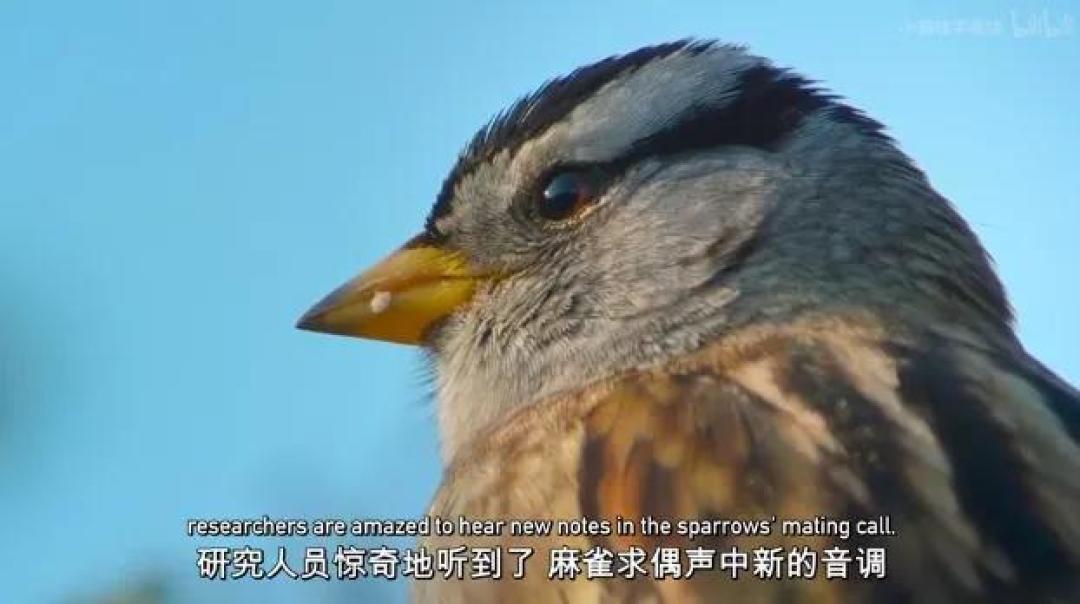 豆瓣 9.2分,人类宅家这一年,它们变成地球主角,却悄悄治愈了亿万网友的心