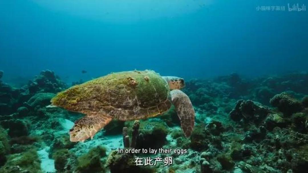 豆瓣 9.2分,人类宅家这一年,它们变成地球主角,却悄悄治愈了亿万网友的心