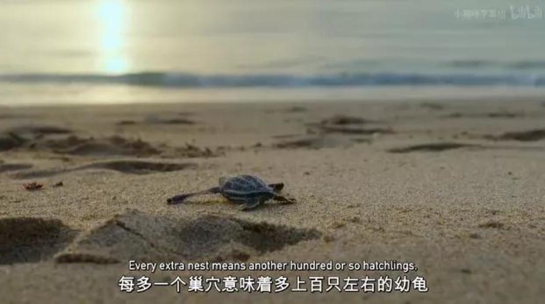 豆瓣 9.2分,人类宅家这一年,它们变成地球主角,却悄悄治愈了亿万网友的心