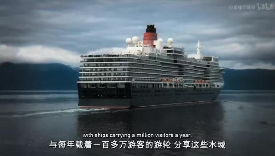 豆瓣 9.2分,人类宅家这一年,它们变成地球主角,却悄悄治愈了亿万网友的心