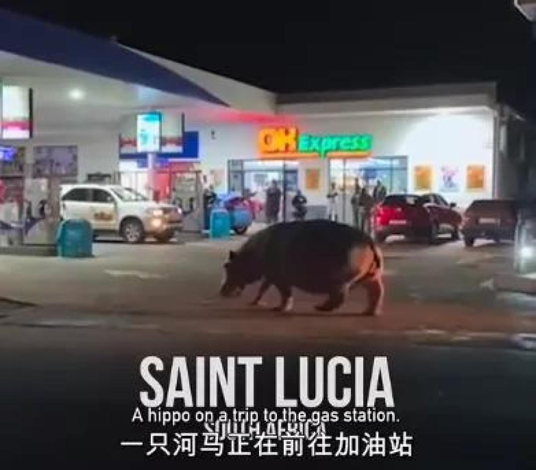 豆瓣 9.2分,人类宅家这一年,它们变成地球主角,却悄悄治愈了亿万网友的心