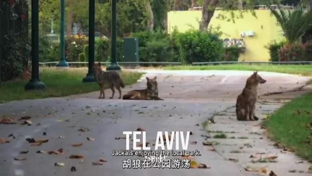 豆瓣 9.2分,人类宅家这一年,它们变成地球主角,却悄悄治愈了亿万网友的心