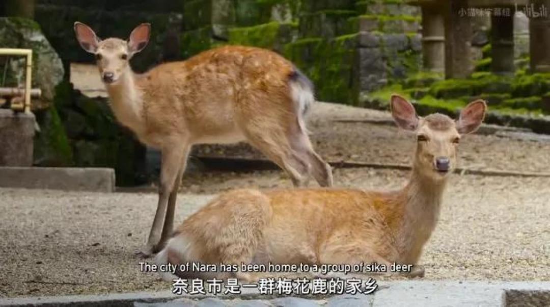 豆瓣 9.2分,人类宅家这一年,它们变成地球主角,却悄悄治愈了亿万网友的心
