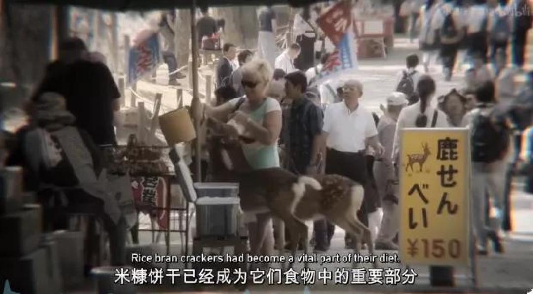 豆瓣 9.2分,人类宅家这一年,它们变成地球主角,却悄悄治愈了亿万网友的心