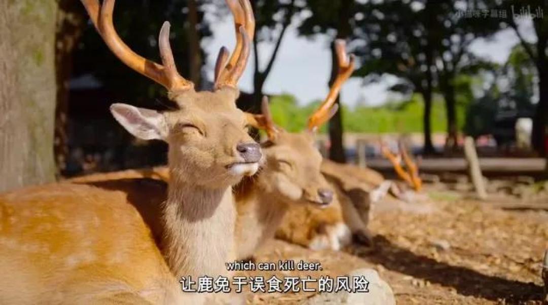 豆瓣 9.2分,人类宅家这一年,它们变成地球主角,却悄悄治愈了亿万网友的心