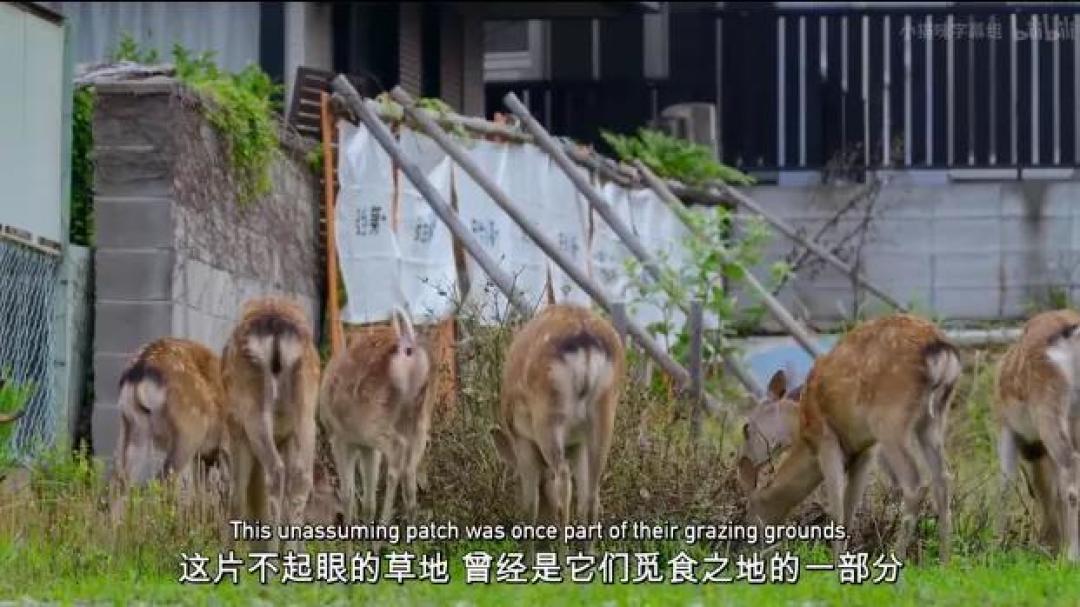 豆瓣 9.2分,人类宅家这一年,它们变成地球主角,却悄悄治愈了亿万网友的心