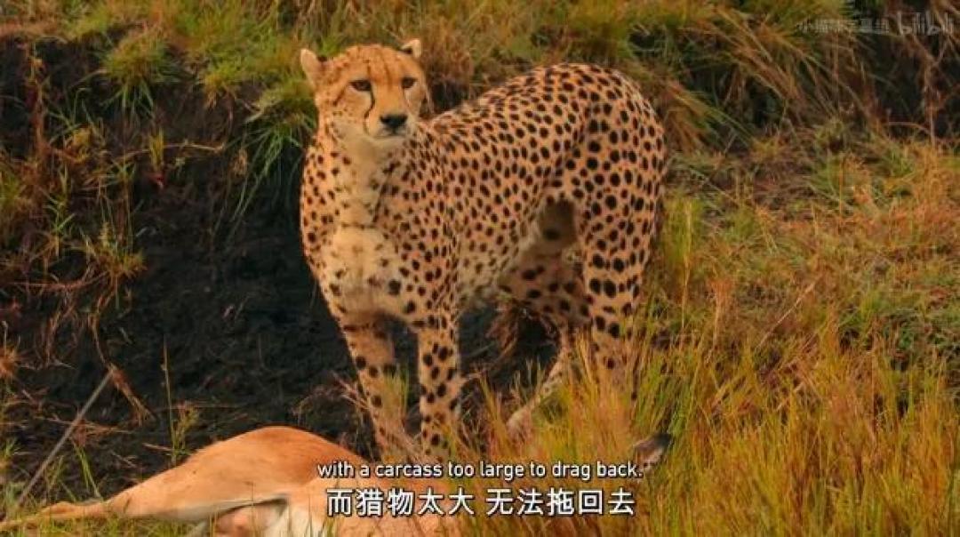 豆瓣 9.2分,人类宅家这一年,它们变成地球主角,却悄悄治愈了亿万网友的心