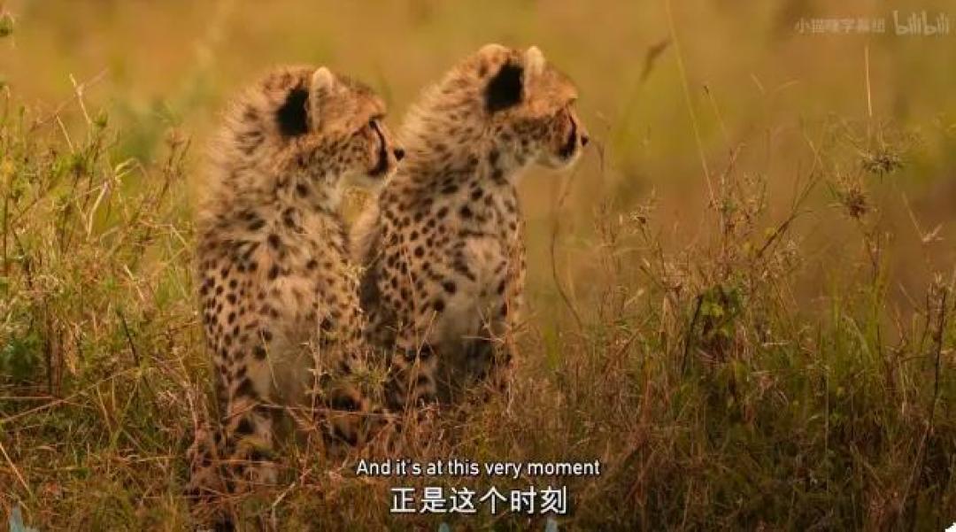 豆瓣 9.2分,人类宅家这一年,它们变成地球主角,却悄悄治愈了亿万网友的心